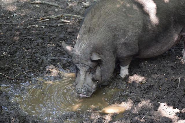 文化交流的 文化交流的