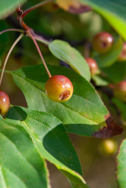 後衛最佳候 後衛最佳候